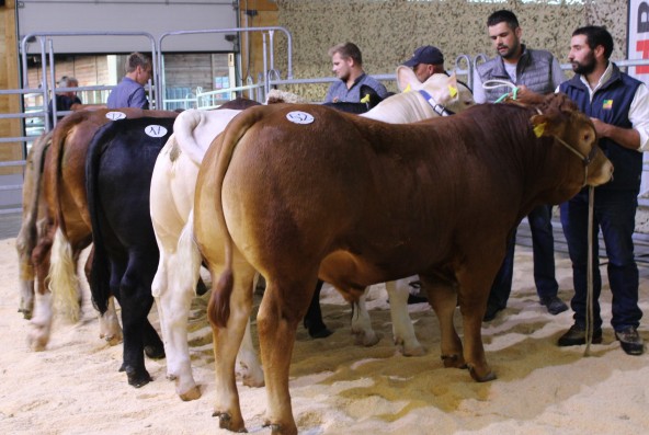 Marché des taureaux d'hiver, jubilé et soirée des éleveurs