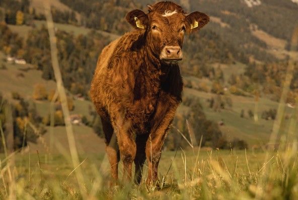 Nouveau à partir de 2025 : Naturafarm Bœuf de Pâturage