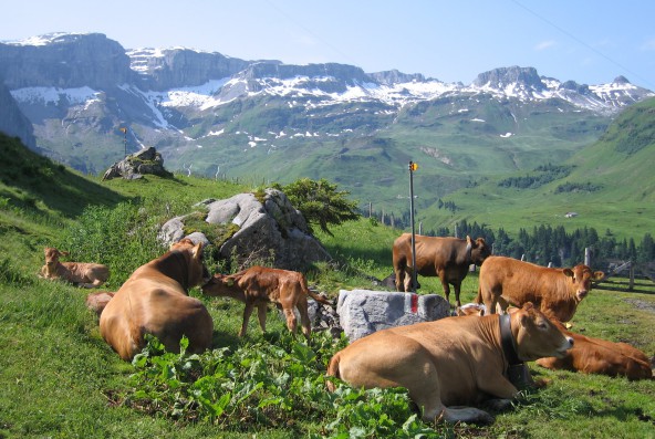 Viande bovine et production durable … ?